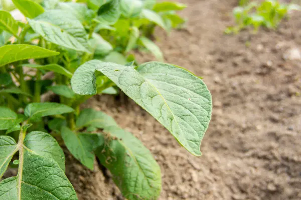 Las hojas de la patata brotan de la planta. Primer plano. Espacio de copia. —  Fotos de Stock