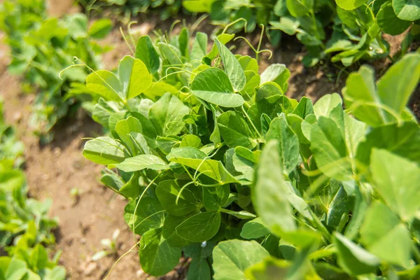 Fila de plántulas de guisantes en una cama de jardín en primavera. —  Fotos de Stock