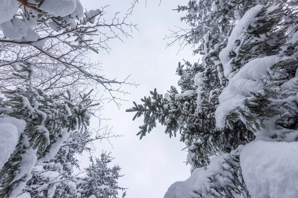 Vista desde abajo en las ramas de abeto nevado en invierno. — Foto de Stock
