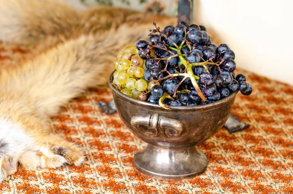 Medieval bowl with grapes and fur coat from a dead fox. Still life. — Stock Photo, Image