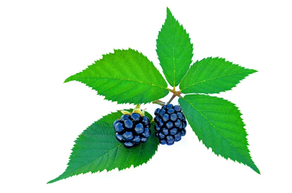 Blackberries with green leaves — Stock Photo, Image