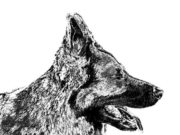 Чёрный силуэт собаки — стоковое фото