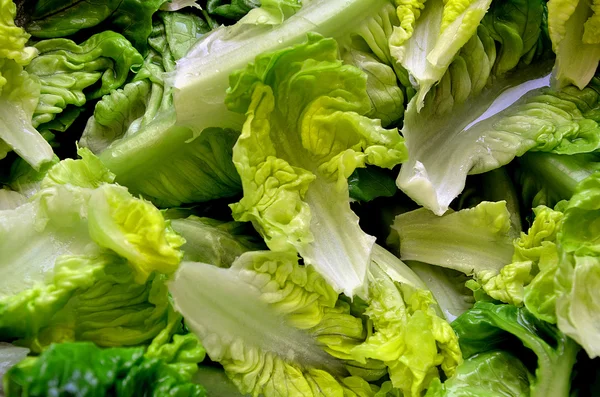 Hojas verdes de ensalada fresca —  Fotos de Stock