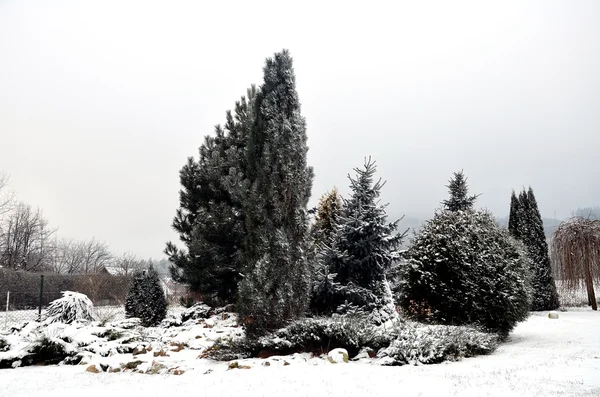 Verschneiter Garten mit Baum — Stockfoto