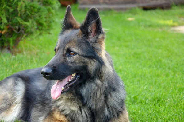 Alsaské pes s vyčnívajícím jazykem — Stock fotografie