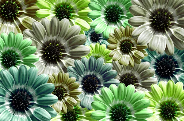 Green background created from daisy flower bloom — Stock Photo, Image