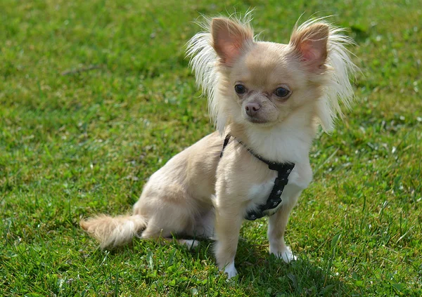 Chihuahua zittend op het gras — Stockfoto