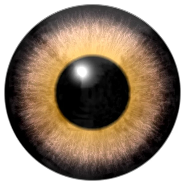 眼睛棕色色的虹膜与黑色的瞳孔的细节 — 图库照片