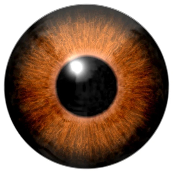 眼睛棕色色的虹膜与黑色的瞳孔的细节 — 图库照片