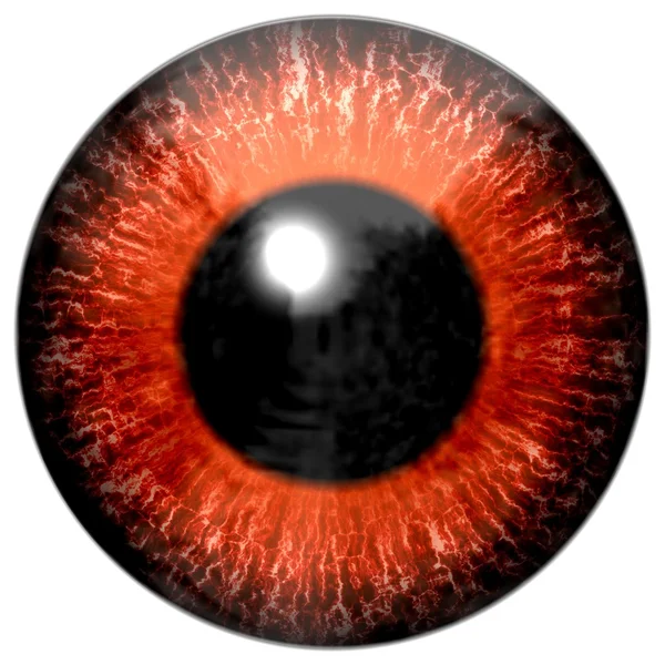 Augendetail mit orangefarbener Iris und schwarzer Pupille — Stockfoto