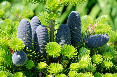 Detail of blue cones of bonsai fir tree stock vector