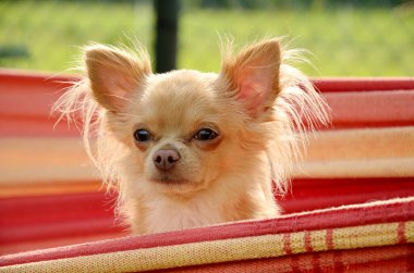 Head of chihuahuas peeping out from hammock clipart