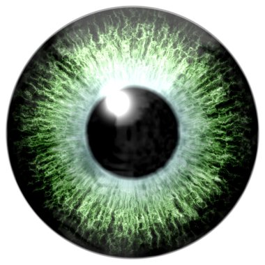 Detail of eye with light green colored iris and black pupil clipart