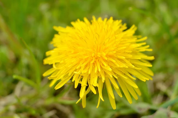 Yellow blossom of dandelion — Stock Photo, Image