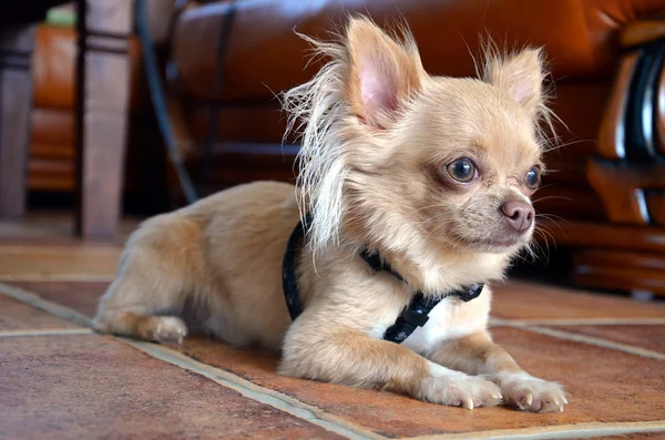 Chihuahua deitado no chão de pedra — Fotografia de Stock