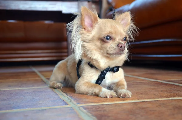 Chihuahua deitado no chão de pedra — Fotografia de Stock