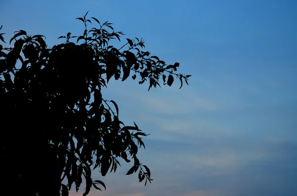 Σιλουέτα του δέντρου αφήνει στον γαλάζιο ουρανό — Φωτογραφία Αρχείου