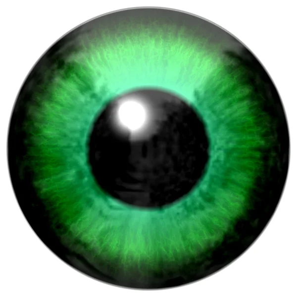 Detalj av ögat med ljus gröna färgade iris och svart elev — Stockfoto