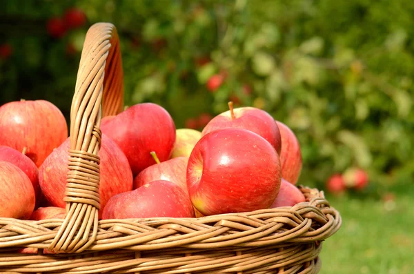 Detalle de cerca de la cesta de mimbre llena de manzanas rojas — Foto de Stock