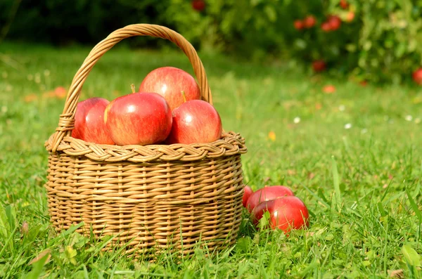 Cesta de mimbre llena de manzanas rojas — Foto de Stock