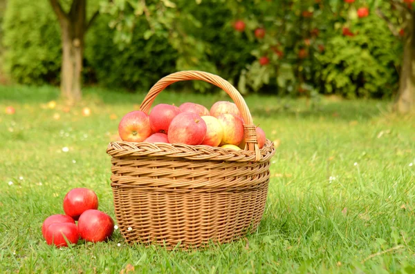 Плетеная корзина, полная красных яблок — стоковое фото