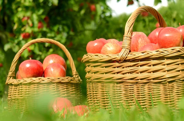 Dos cestos de mimbre llenos de manzanas rojas — Foto de Stock