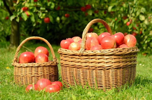 Zwei Weidenkörbe voller roter Äpfel — Stockfoto