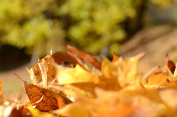 Golden maple autumn leaves — Stock Photo, Image