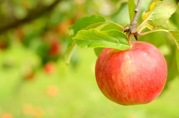 Manzana roja fresca con hojas en rama — Foto de Stock