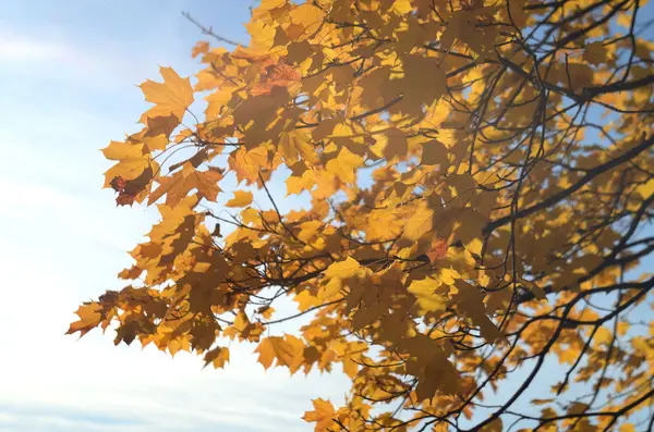 Golden autumn leaves on tree — Stock Photo, Image