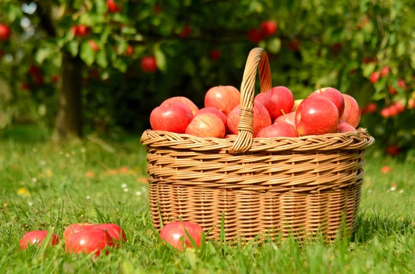 Panier en osier plein de pommes rouges — Photo
