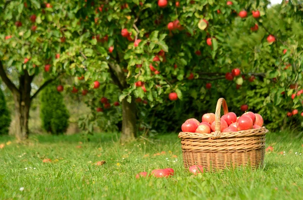 Cesto di vimini pieno di mele rosse — Foto Stock