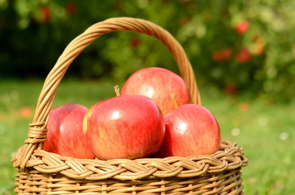 Détail en gros plan du panier en osier rempli de pommes rouges — Photo