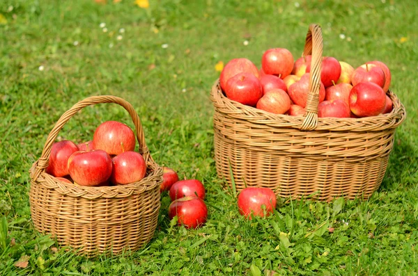 Två flätade korgar fulla av röda äpplen — Stockfoto