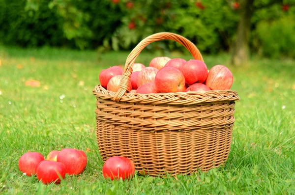Wicker keranjang penuh apel merah — Stok Foto