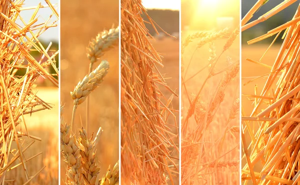Collage de photos de thème d'été, paille, foin, maïs au coucher du soleil — Photo
