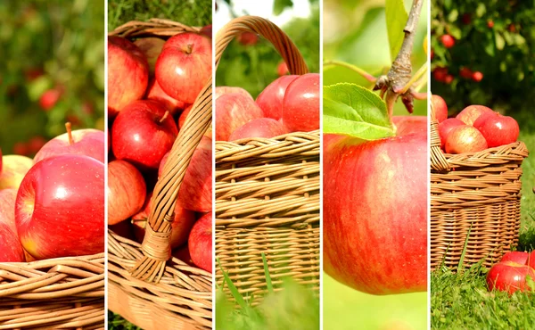 Collage de manzanas rojas en una canasta de mimbre — Foto de Stock