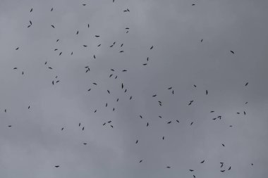 Akbaba çaydanlığı kara bulutlarla gökyüzünde uçuyor 