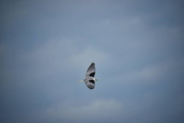 Uçan güzel beyaz güvercinin birleşimi, mavi gökyüzü arkaplanı.