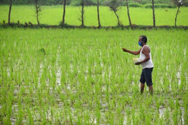 Hyderabad, India - may 05, 2021: farmers spraying pesticide in paddy field wearing protective clothing and mask , Covid-19.