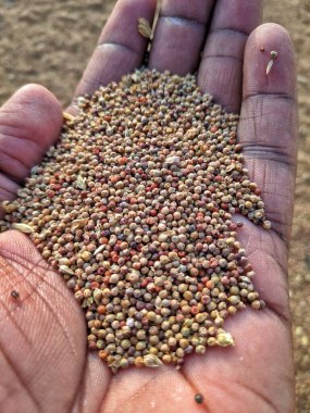 Kırsal bir kasede insan eli üzerinde organik çiğ karabuğday tohumları.
