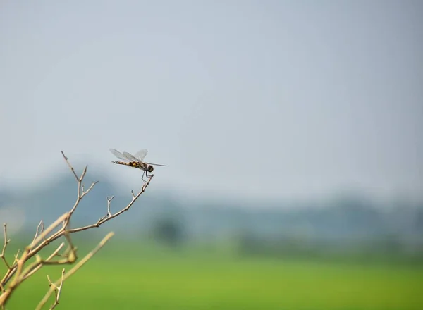 蜻蜓在自然界中以蓝天为背景 靠近稻田 蜻蜓在自然界的栖息地 美丽的古色古香的自然景色与蜻蜓户外 — 图库照片