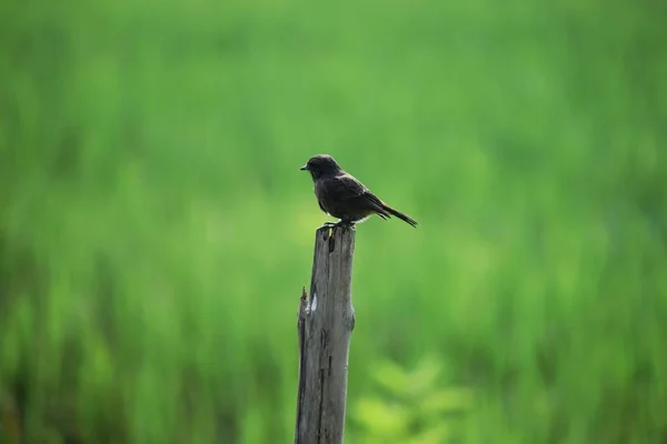 Singing Bird Wooden Stick Morning Sun Paddy Fields India — Stock Photo, Image