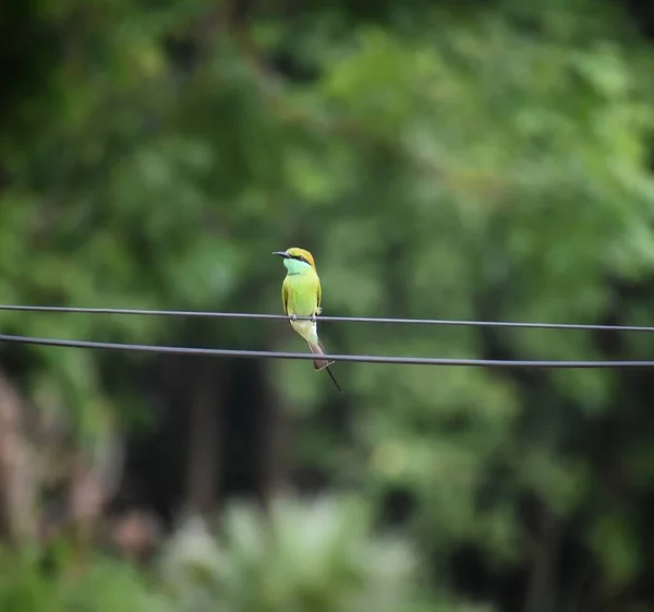 Grön Fågel Sitter Den Nuvarande Kabeln Indien — Stockfoto