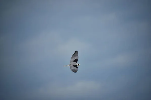 Zusammensetzung Einer Schönen Weißen Taube Flug Blauer Himmelshintergrund — Stockfoto
