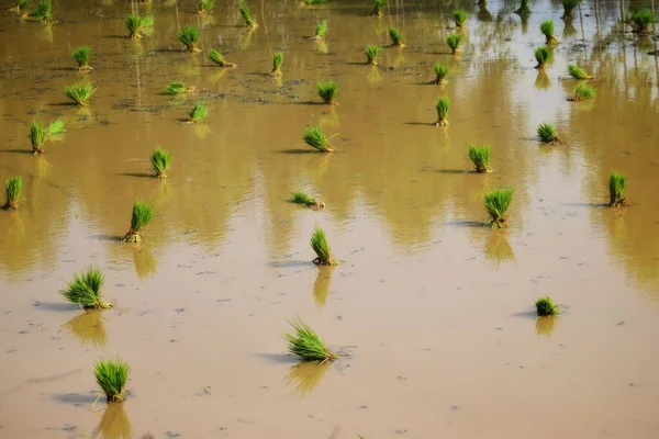 Los Agricultores Están Plantando Arroz Arrozal Atardecer — Foto de Stock