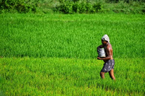 Hyderabad India May 2021 Farmers Spraying Pesticide Paddy Field Wearing — 스톡 사진