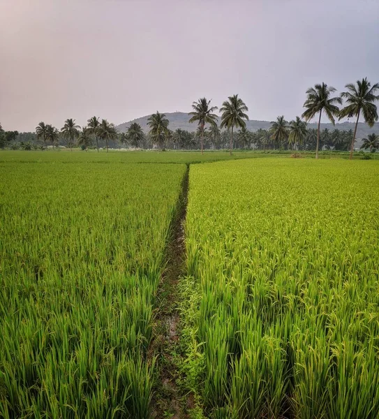 Arrozais Plantados Com Arroz Meio Cidade Lado Esquerdo Está Pronto — Fotografia de Stock