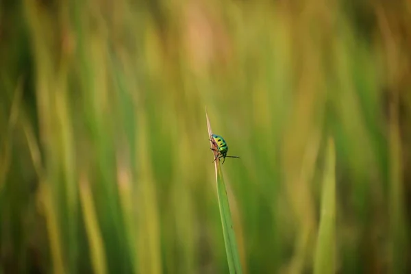 Belo Bug Listrado Verde Preto Pendurado Grama Alta — Fotografia de Stock