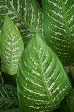 Fresh green and white leaf background. Dumb Cane plant (Dieffenbachia Exotica) air purifying plant used for houseplant,india.